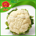 Лучшая белая цветная капуста Fresh Bulk Cauliflower